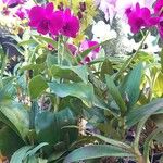 Dendrobium bigibbum Habit