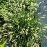 Pennisetum villosum Цветок