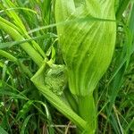 Angelica razulii Leaf