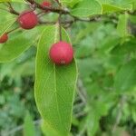 Ilex mucronata Fruit