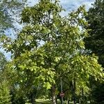 Quercus bicolor Leaf