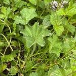 Alchemilla subcrenata Plante entière