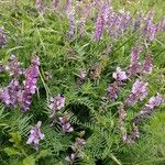 Vicia tenuifolia 整株植物