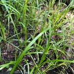 Carex muskingumensis 葉