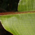 Heliconia sarapiquensis List