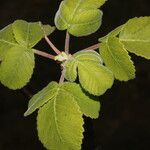 Amphipterygium simplicifolium Leaf