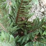 Polystichum setiferumΦύλλο