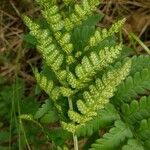 Dryopteris cristata List