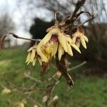 Chimonanthus praecox Cvet