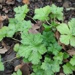 Geranium endressii Листок