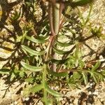 Valeriana calcitrapae Leaf