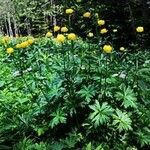 Trollius chinensis Altro