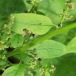 Lipandra polysperma പുറംതൊലി