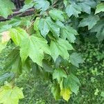 Acer rubrum Лист
