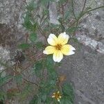 Bidens aureaফুল