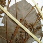 Protium apiculatum Altul/Alta