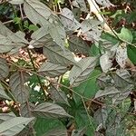 Diospyros onanae List