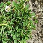 Trifolium thalii Leaf