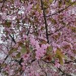 Prunus sargentii Květ
