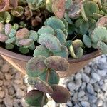 Sedum sieboldii Hoja
