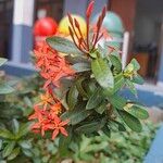 Ixora chinensis പുഷ്പം