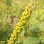 Phytolacca octandra Fruto