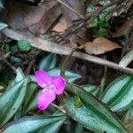 Tradescantia zebrinaFlower