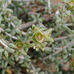 Nucularia perrinii Otro