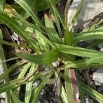 Tolpis staticifolia Blatt