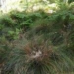Festuca indigesta Hoja