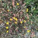 Helianthemum marifolium Egyéb