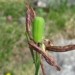 Fritillaria montana Fruit