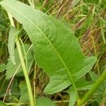 Bunias orientalis Leaf