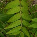 Ailanthus altissimaLeaf