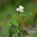 Cardamine angulata Hábito