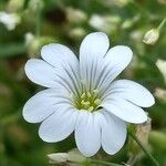 Cerastium scaranii