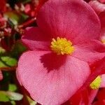 Begonia cucullata Flower