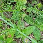 Polygala curtissii Leaf