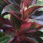 Aglaonema commutatumLeaf