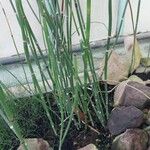 Equisetum scirpoides