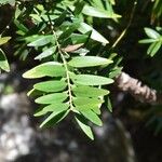 Agathis moorei Leaf