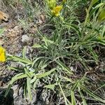 Phlomis lychnitis Blad