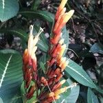 Sanchezia speciosa Цвят