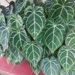 Anthurium crystallinum Hoja