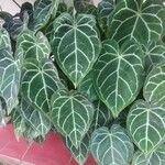 Anthurium crystallinum List