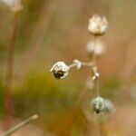 Spergula morisonii Fruto