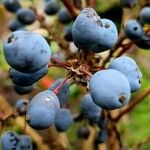 Berberis repens Fruit