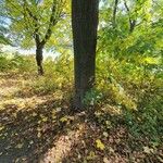 Acer saccharum Bark