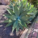 Agave attenuata Habitus