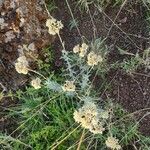 Helichrysum glumaceum फूल